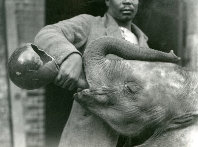 サイードアリがロンドン動物園で1923年9月に撮影している間に、若いアフリカゾウキバレンゲがダリシャから飲み物を与えられている（bw写真） 作： Frederick William Bond